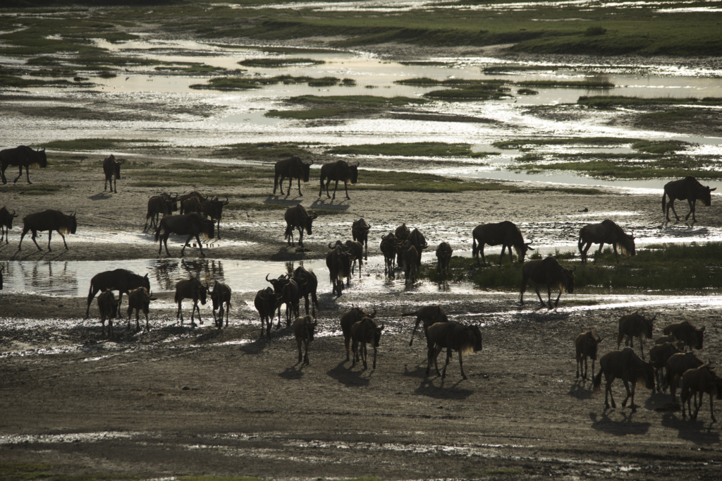 Livets cirkel – Ndutu & Tarangire. Fotoresa med Wild Nature fotoresor. Foto Frida Hermansson