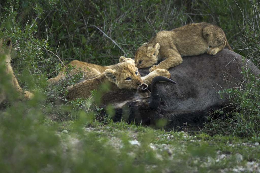 Livets cirkel – Ndutu & Tarangire. Fotoresa med Wild Nature fotoresor. Foto Frida Hermansson