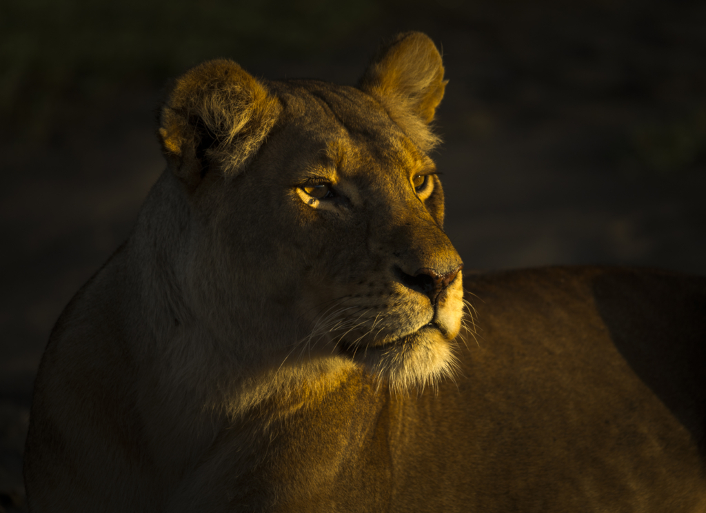 Livets cirkel – Ndutu & Tarangire. Fotoresa med Wild Nature fotoresor. Foto Frida Hermansson