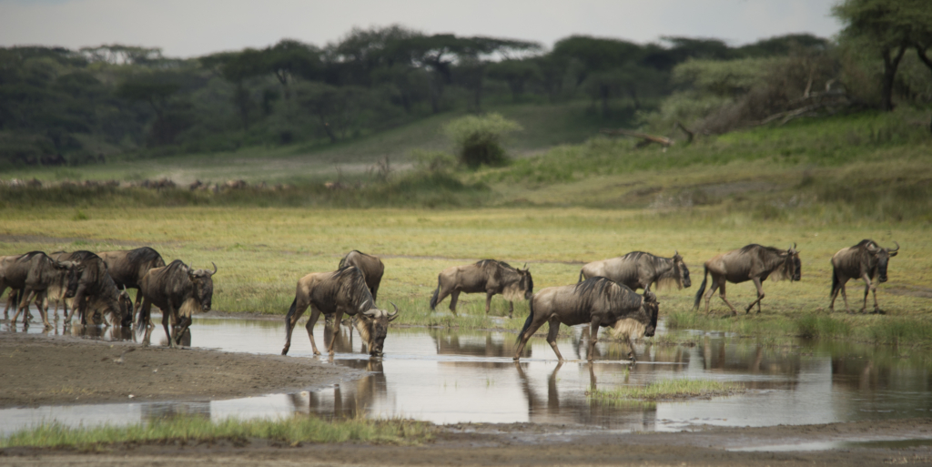 Livets cirkel – Ndutu & Tarangire. Fotoresa med Wild Nature fotoresor. Foto Frida Hermansson