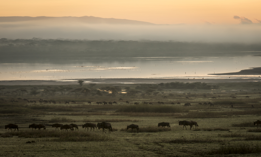 Livets cirkel – Ndutu & Tarangire. Fotoresa med Wild Nature fotoresor. Foto Frida Hermansson