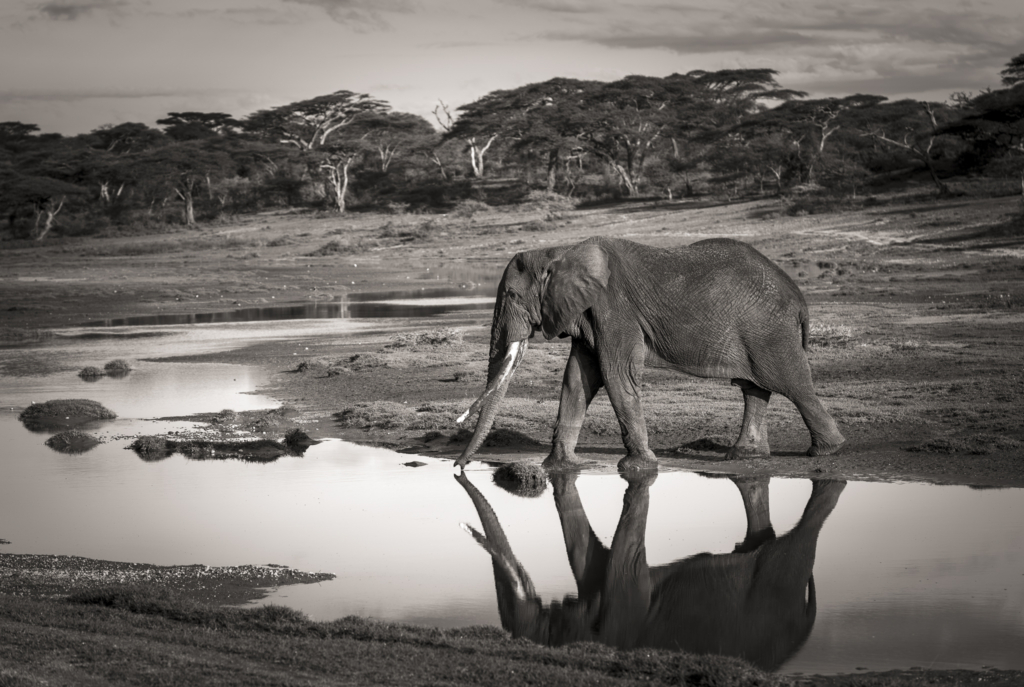 Livets cirkel – Ndutu & Tarangire. Fotoresa med Wild Nature fotoresor. Foto Frida Hermansson