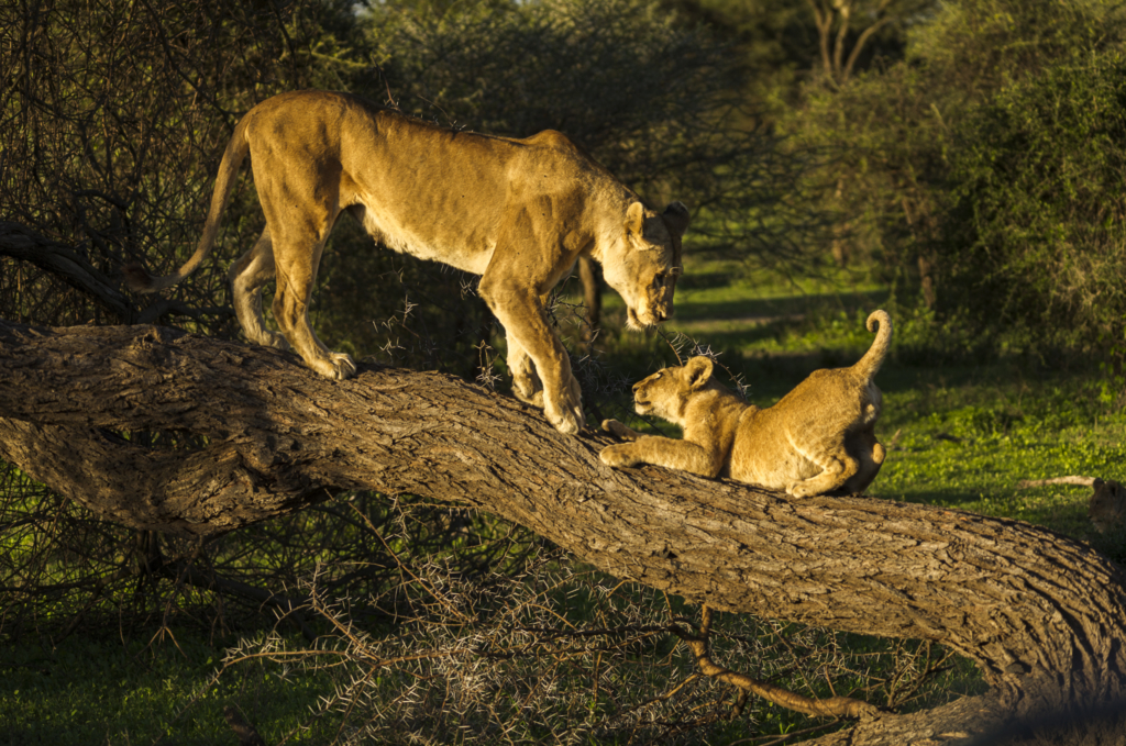 Livets cirkel – Ndutu & Tarangire. Fotoresa med Wild Nature fotoresor. Foto Frida Hermansson