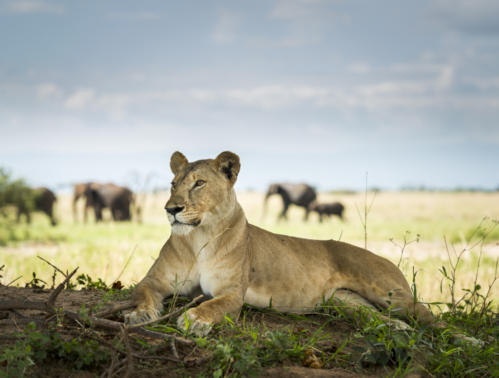 Livets cirkel – Ndutu & Tarangire. Fotoresa med Wild Nature fotoresor. Foto Frida Hermansson