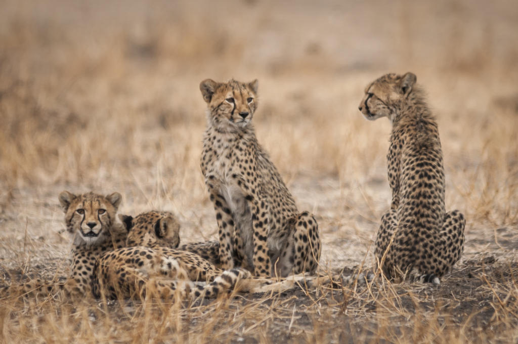 Livets cirkel – Ndutu & Tarangire. Fotoresa med Wild Nature fotoresor. Foto Frida Hermansson