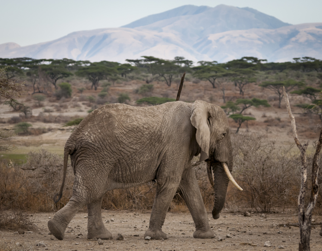 Livets cirkel – Ndutu & Tarangire. Fotoresa med Wild Nature fotoresor. Foto Frida Hermansson