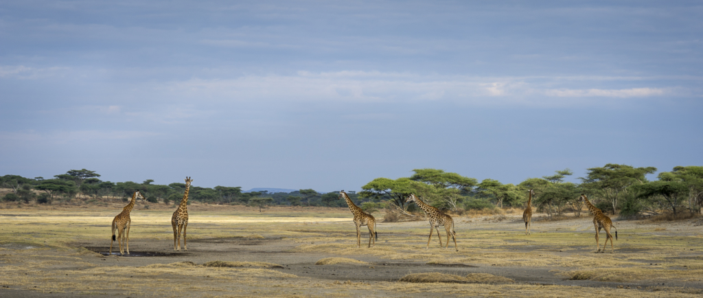 Livets cirkel – Ndutu & Tarangire. Fotoresa med Wild Nature fotoresor. Foto Frida Hermansson