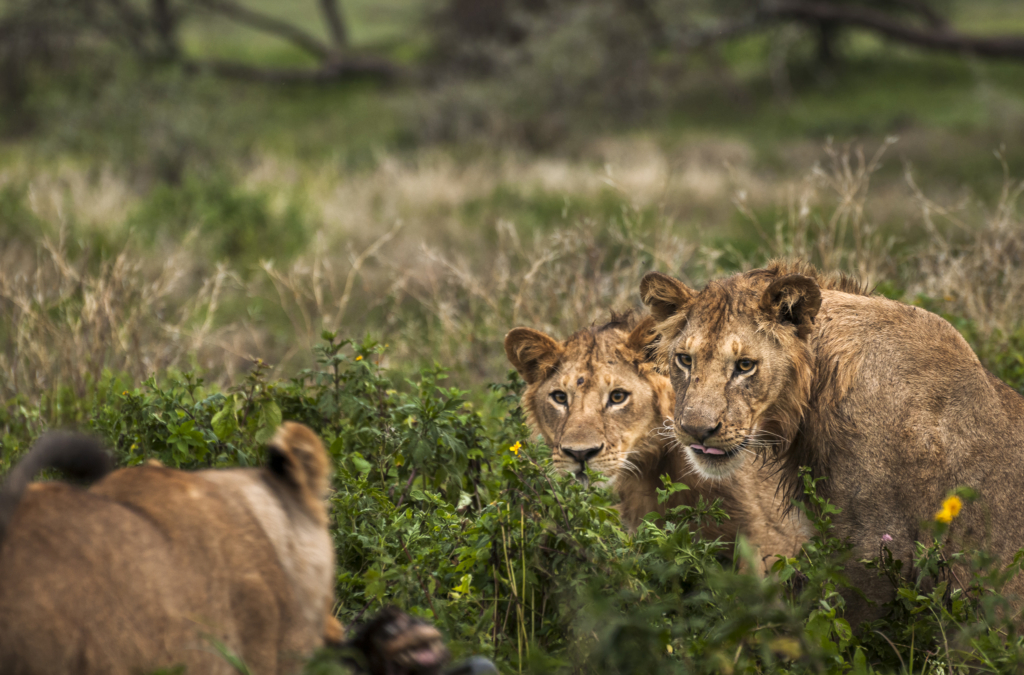 Livets cirkel – Ndutu & Tarangire. Fotoresa med Wild Nature fotoresor. Foto Frida Hermansson