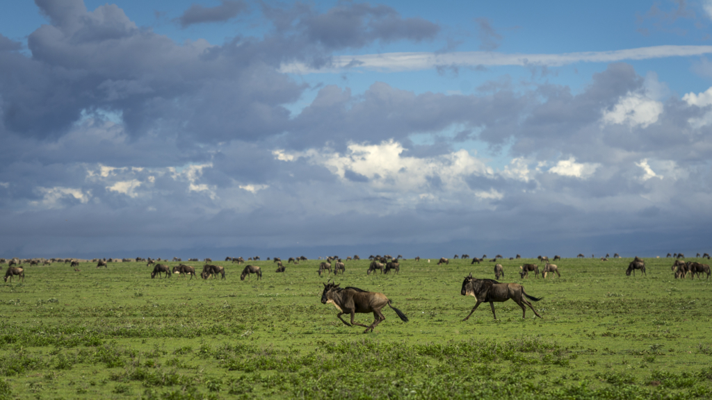 Livets cirkel – Ndutu & Tarangire. Fotoresa med Wild Nature fotoresor. Foto Frida Hermansson