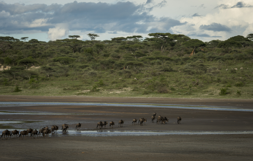 Livets cirkel – Ndutu & Tarangire. Fotoresa med Wild Nature fotoresor. Foto Frida Hermansson