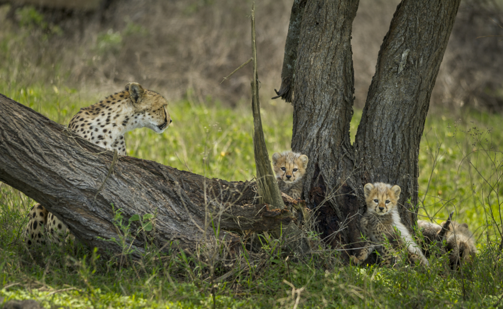 Livets cirkel – Ndutu & Tarangire. Fotoresa med Wild Nature fotoresor. Foto Frida Hermansson