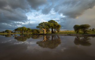 Livets cirkel – Ndutu & Tarangire. Fotoresa med Wild Nature fotoresor. Foto Frida Hermansson