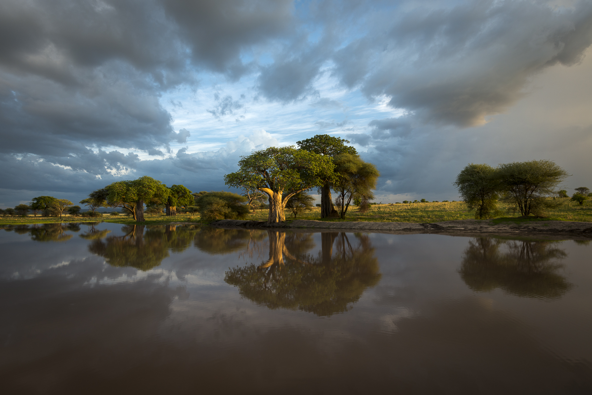 Livets cirkel – Ndutu & Tarangire. Fotoresa med Wild Nature fotoresor. Foto Frida Hermansson