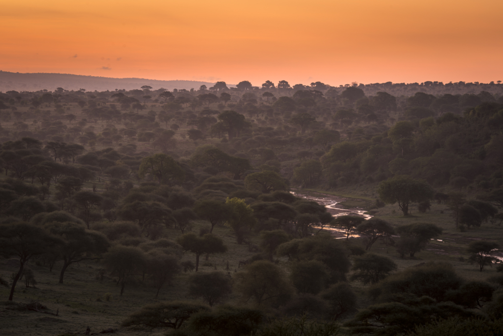 Livets cirkel – Ndutu & Tarangire. Fotoresa med Wild Nature fotoresor. Foto Frida Hermansson