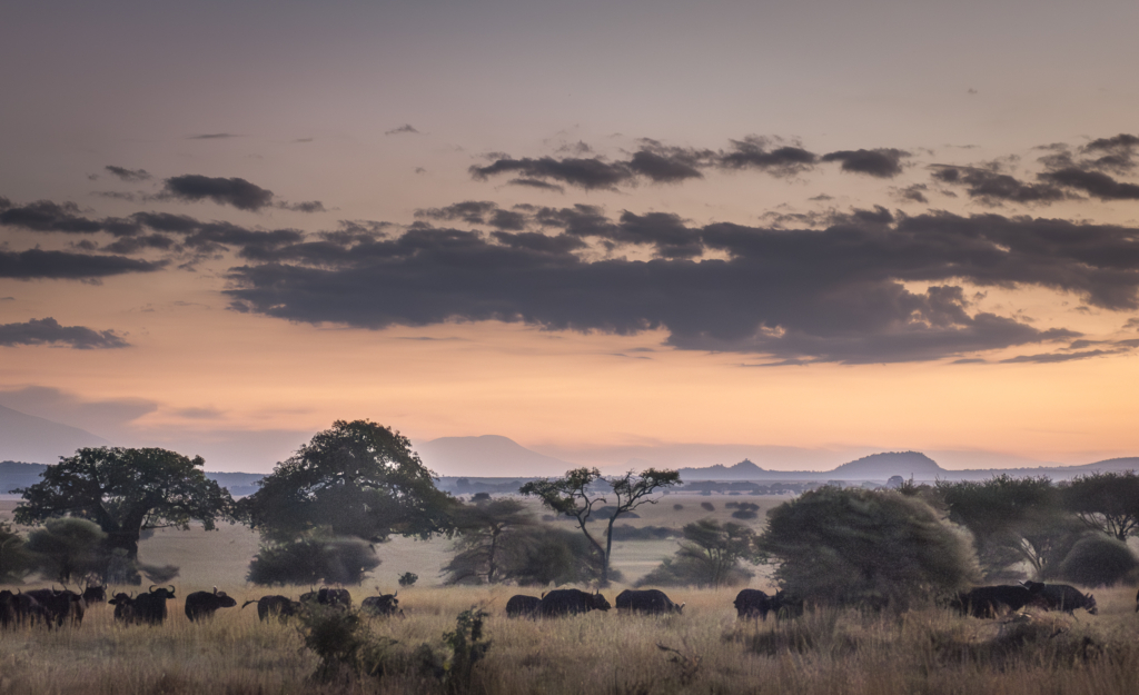 Livets cirkel – Ndutu & Tarangire. Fotoresa med Wild Nature fotoresor. Foto Frida Hermansson