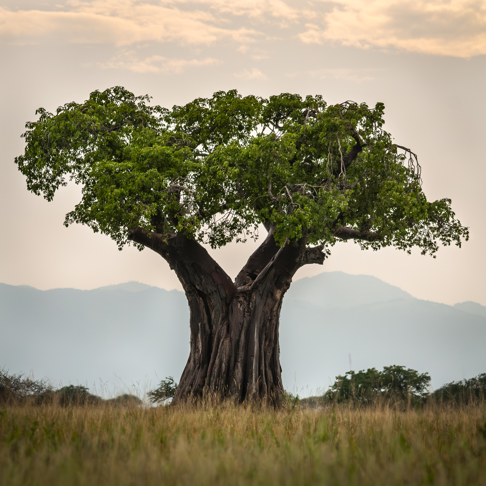 Livets cirkel – Ndutu & Tarangire. Fotoresa med Wild Nature fotoresor. Foto Frida Hermansson