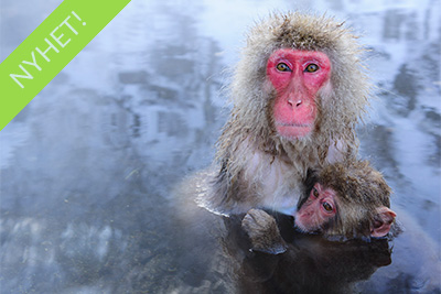 Magiska makaker - Japan. Fotoresa med Wild Nature fotoresor. Foto Henrik Karlsson