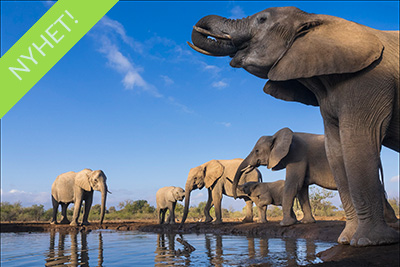 Mashatu, jättarnas land - Botswana. Fotoresa med Wild Nature fotoresor. Foto Henrik Karlsson