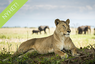 Livets cirkel – Ndutu & Tarangire. Fotoresa med Wild Nature fotoresor. Foto Frida Hermansson