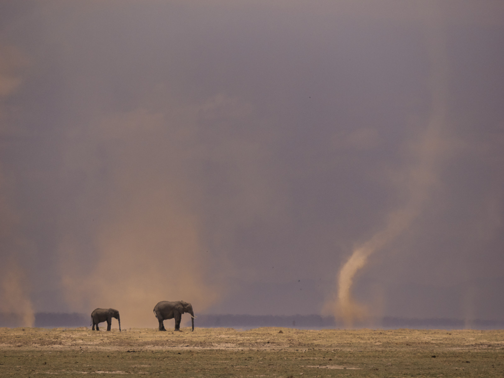 Elefanter vid Kilimanjaro, Amboseli NP, Kenya. Fotoresa med Wild Nature fotoresor. Foto Henrik Karlsson