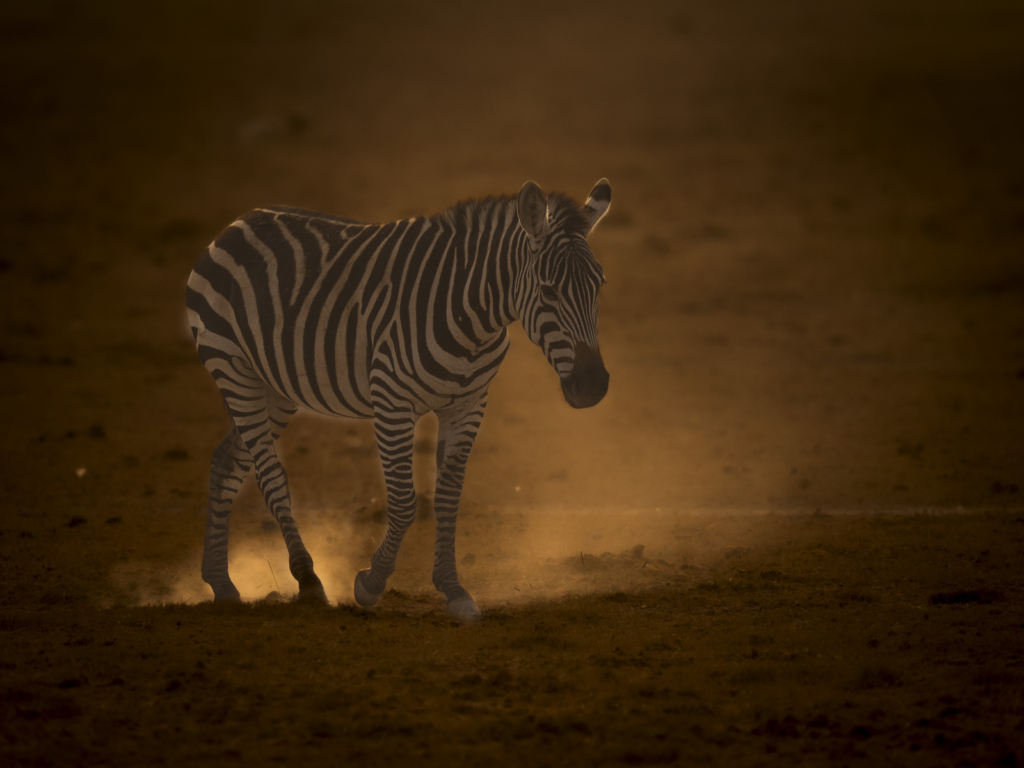 Elefanter vid Kilimanjaro, Amboseli NP, Kenya. Fotoresa med Wild Nature fotoresor. Foto Henrik Karlsson