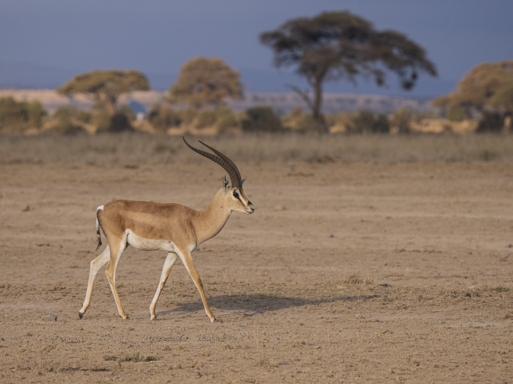 Elefanter vid Kilimanjaro, Amboseli NP, Kenya. Fotoresa med Wild Nature fotoresor. Foto Henrik Karlsson