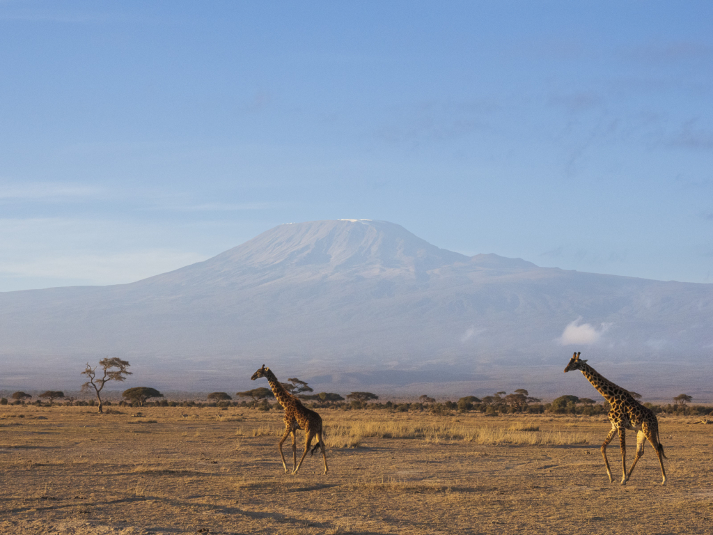 Elefanter vid Kilimanjaro, Amboseli NP, Kenya. Fotoresa med Wild Nature fotoresor. Foto Henrik Karlsson