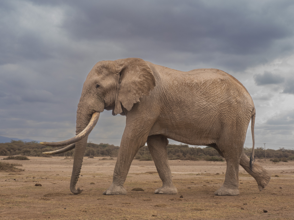 Elefanter vid Kilimanjaro, Amboseli NP, Kenya. Fotoresa med Wild Nature fotoresor. Foto Henrik Karlsson