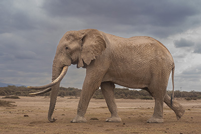 Elefanter vid Kilimanjaro, Amboseli NP, Kenya. Fotoresa med Wild Nature fotoresor. Foto Henrik Karlsson