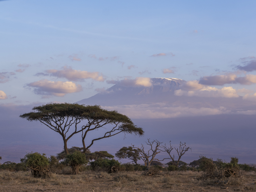 Elefanter vid Kilimanjaro, Amboseli NP, Kenya. Fotoresa med Wild Nature fotoresor. Foto Henrik Karlsson