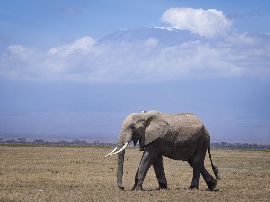 Elefanter vid Kilimanjaro, Amboseli NP, Kenya. Fotoresa med Wild Nature fotoresor. Foto Henrik Karlsson