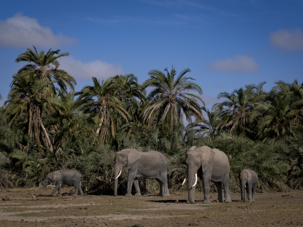 Elefanter vid Kilimanjaro, Amboseli NP, Kenya. Fotoresa med Wild Nature fotoresor. Foto Henrik Karlsson