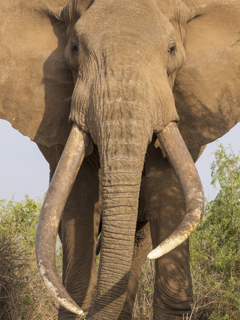 Elefanter vid Kilimanjaro, Amboseli NP, Kenya. Fotoresa med Wild Nature fotoresor. Foto Henrik Karlsson