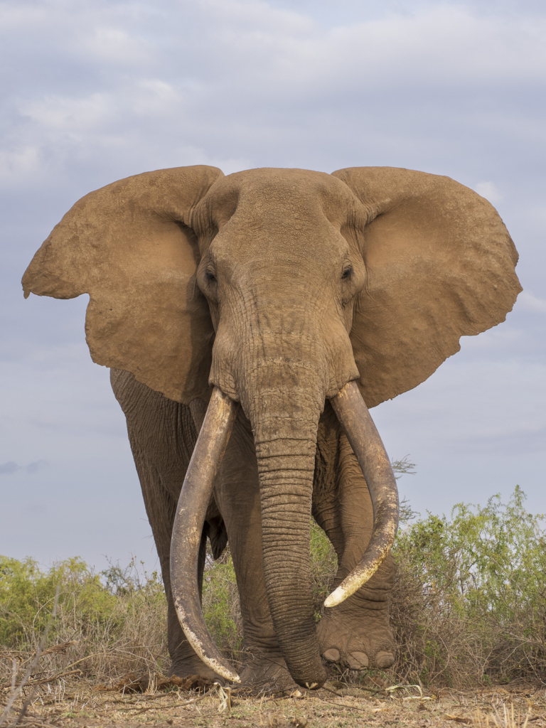 Elefanter vid Kilimanjaro, Amboseli NP, Kenya. Fotoresa med Wild Nature fotoresor. Foto Henrik Karlsson