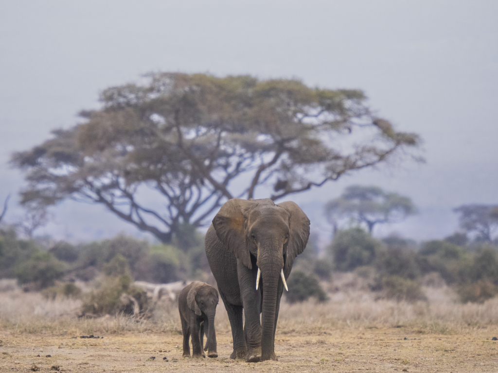 Elefanter vid Kilimanjaro, Amboseli NP, Kenya. Fotoresa med Wild Nature fotoresor. Foto Henrik Karlsson