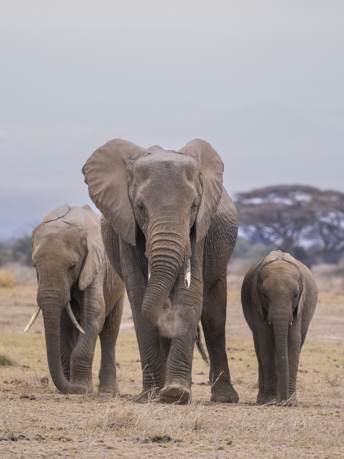 Elefanter vid Kilimanjaro, Amboseli NP, Kenya. Fotoresa med Wild Nature fotoresor. Foto Henrik Karlsson