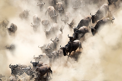 Den stora migrationen i Masai Mara, Kenya. Fotoresa med Wild Nature fotoresor.