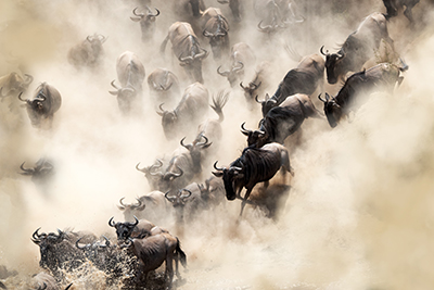 Den stora migrationen i Masai Mara, Kenya. Fotoresa med Wild Nature fotoresor. 