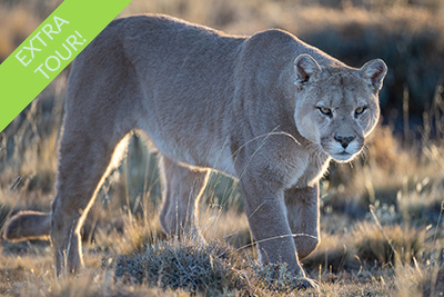 Pumas and condors in Patagonia, Chile. Photo tour with Wild Nature Photo Adventures.