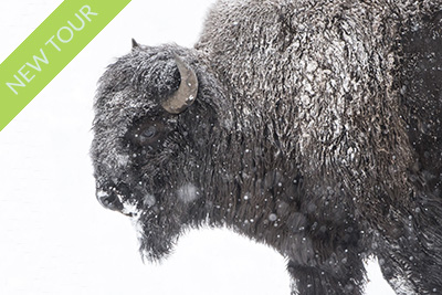Winter in Yellowstone National Park. Photo tour with Wild Nature Photo Adventures. Photo by Henrik Karlsson