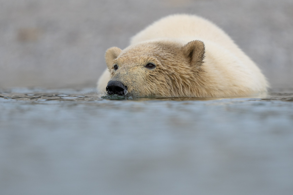 Fotoexpedition till isbjörnens rike, Svalbard. Fotoresa med Wild Nature fotoresor. Foto Floris Smeets