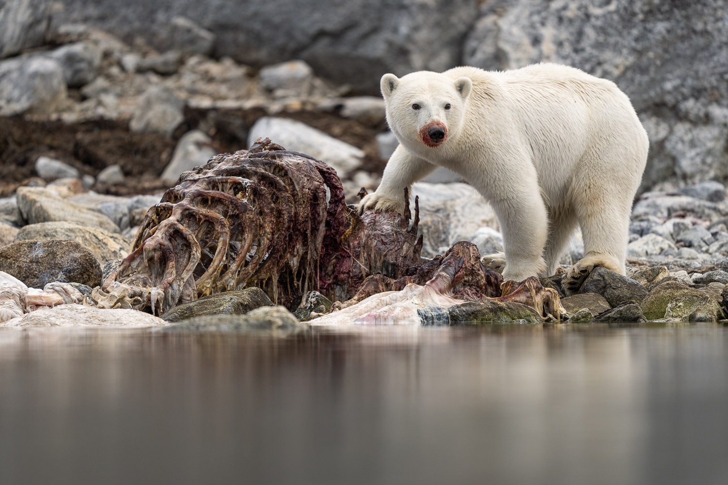 Fotoexpedition till isbjörnens rike, Svalbard. Fotoresa med Wild Nature fotoresor. Foto Floris Smeets