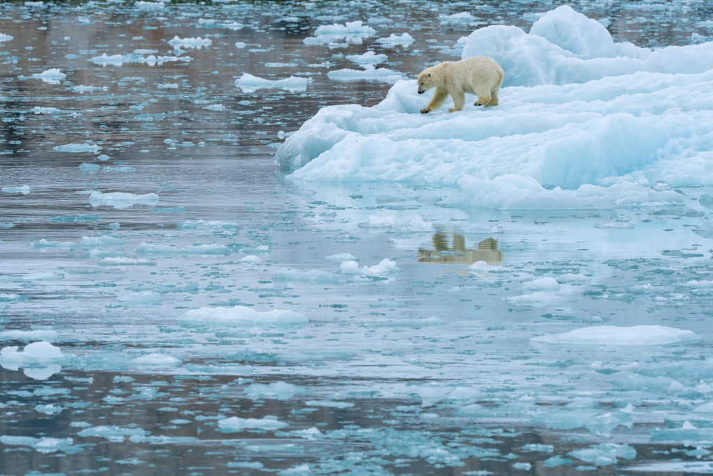 Fotoexpedition till isbjörnens rike, Svalbard. Fotoresa med Wild Nature fotoresor. Foto Floris Smeets