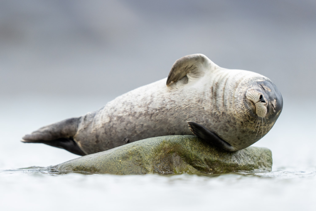 Fotoexpedition till isbjörnens rike, Svalbard. Fotoresa med Wild Nature fotoresor. Foto Floris Smeets