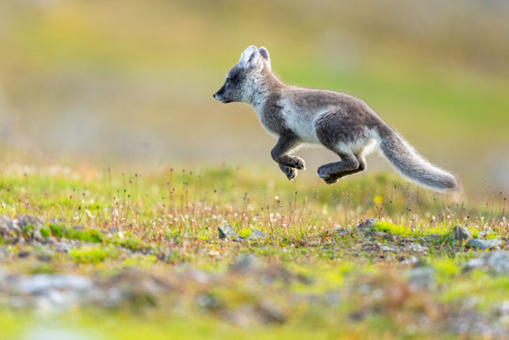 Fotoexpedition till isbjörnens rike, Svalbard. Fotoresa med Wild Nature fotoresor. Foto Floris Smeets