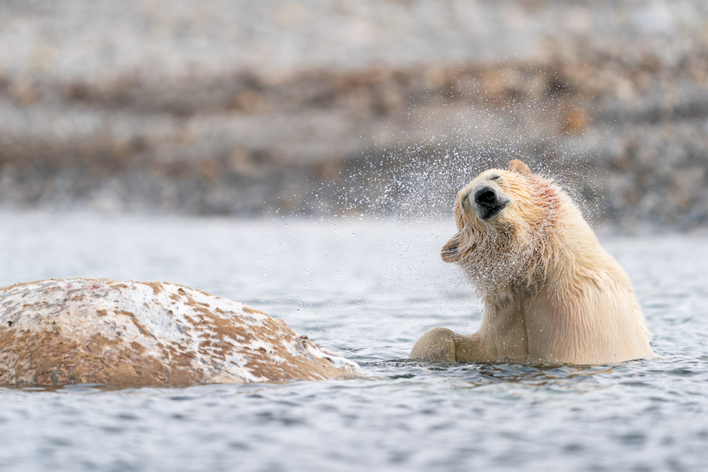 Fotoexpedition till isbjörnens rike, Svalbard. Fotoresa med Wild Nature fotoresor. Foto Floris Smeets