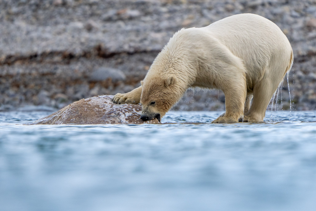 Fotoexpedition till isbjörnens rike, Svalbard. Fotoresa med Wild Nature fotoresor. Foto Floris Smeets