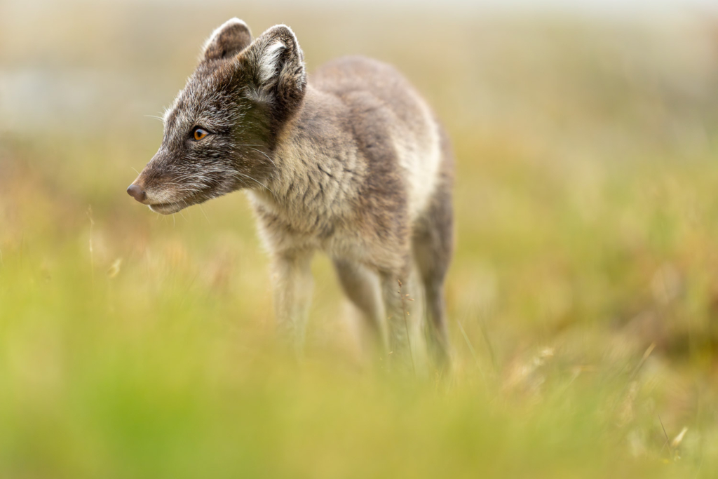 Fotoexpedition till isbjörnens rike, Svalbard. Fotoresa med Wild Nature fotoresor. Foto Floris Smeets