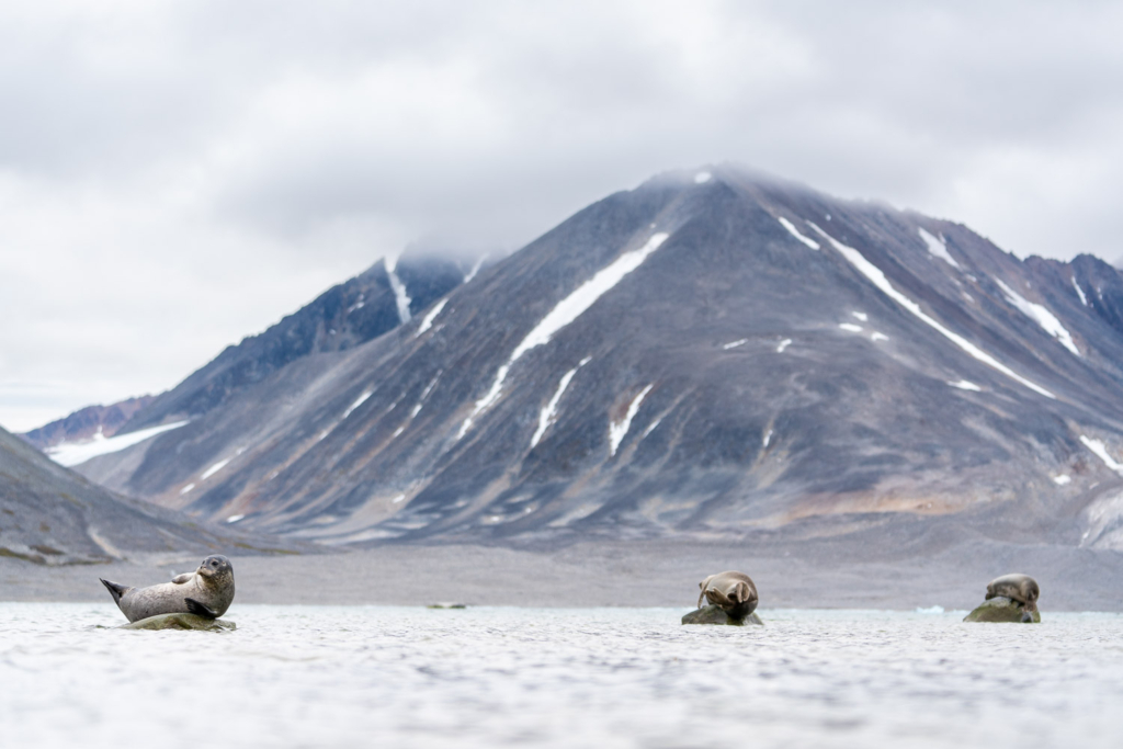 Fotoexpedition till isbjörnens rike, Svalbard. Fotoresa med Wild Nature fotoresor. Foto Floris Smeets