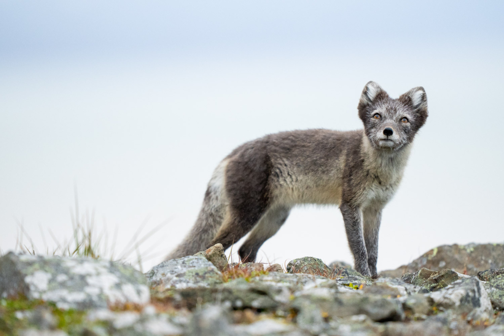 Fotoexpedition till isbjörnens rike, Svalbard. Fotoresa med Wild Nature fotoresor. Foto Floris Smeets